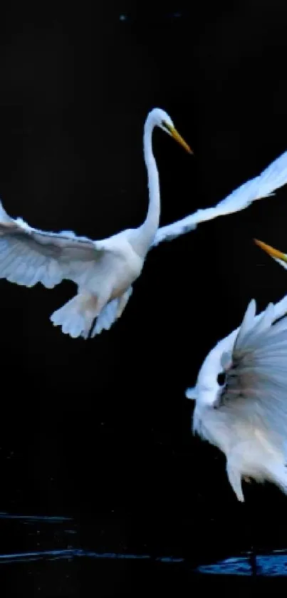 Two white egrets flying gracefully on a dark background.