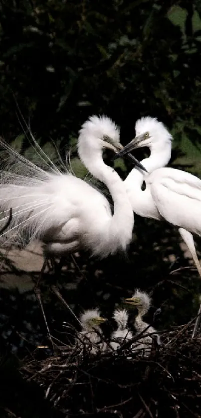 Two egrets in nest surrounded by lush greenery.