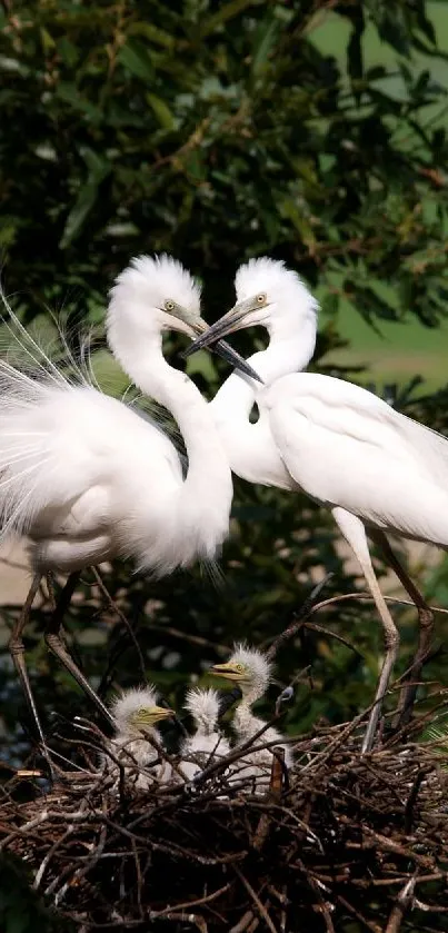 Egrets in a lush, green setting with nest, exemplifying natural beauty.