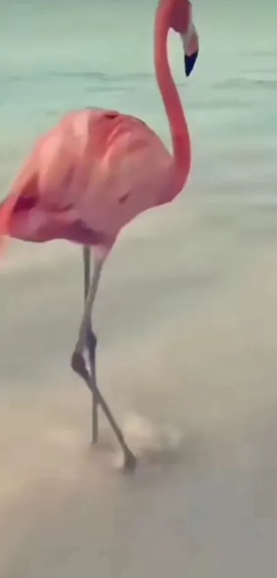 Pink flamingo gracefully walking on a serene beach.