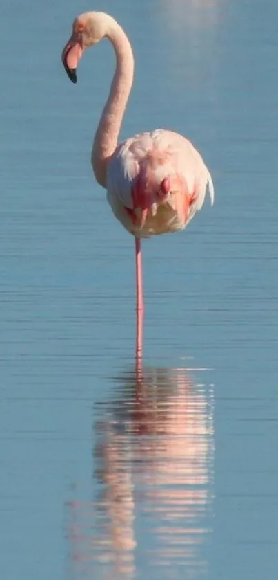 Flamingo standing in calm blue water, reflecting peacefully.