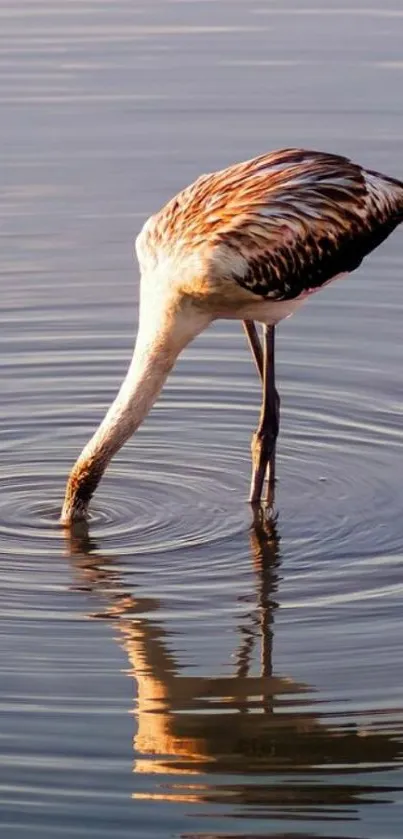 Flamingo dipping its head in serene water.