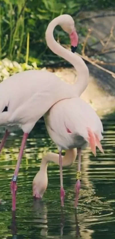 Elegant flamingos by the water with lush greenery.