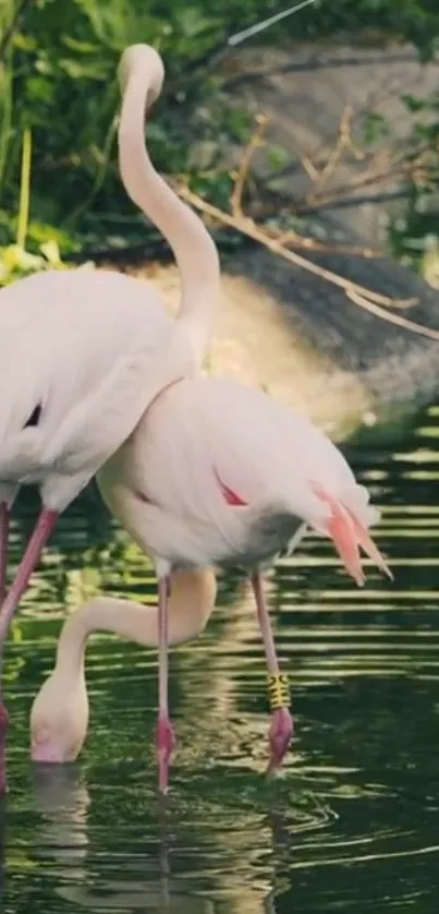 Two elegant flamingos wading in a serene water setting.