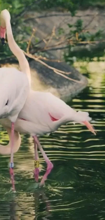 Graceful flamingos wading in green water surrounded by lush foliage.