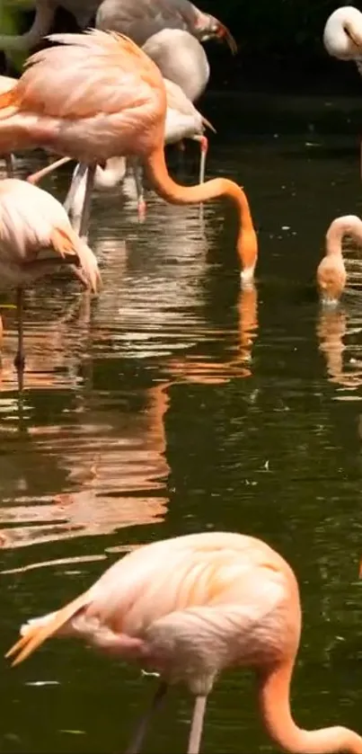 Flamingos gracefully standing in water, reflecting nature's beauty.