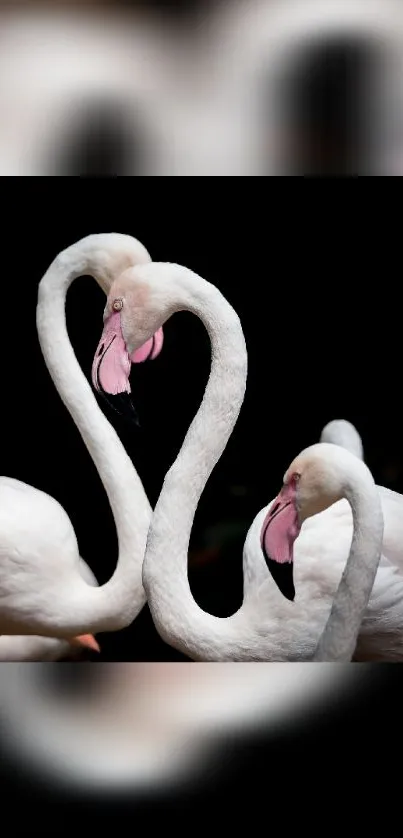 Two flamingos forming a heart shape on a black background.