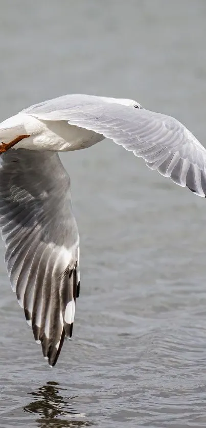 Graceful bird flying over calm water in nature.