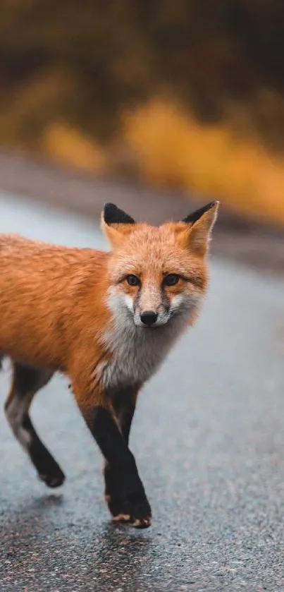 Fox crossing a peaceful road with vivid orange fur, creating a striking natural scene.