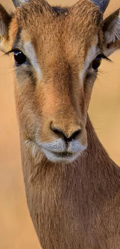 Close-up of a gazelle with a brown, serene background.