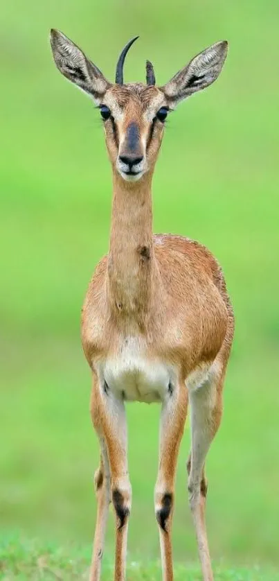 Graceful gazelle standing in green field background.