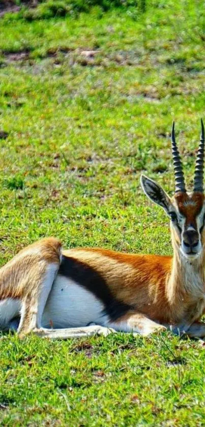 A gazelle lying on green grass in a serene landscape wallpaper.