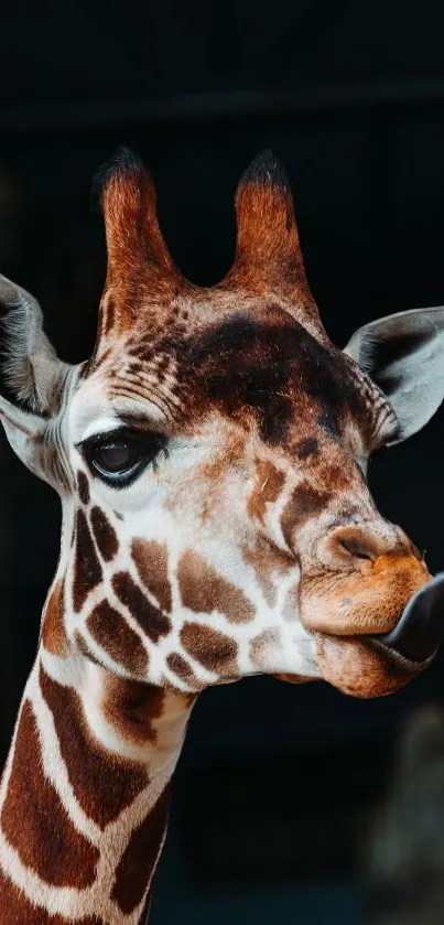 Close-up of a giraffe's face with striking patterns for mobile wallpaper.