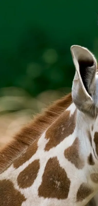 Close-up of a giraffe with a lush green background.