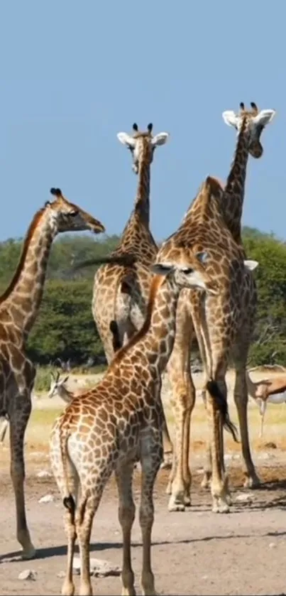 A group of giraffes standing in a sunny savannah.