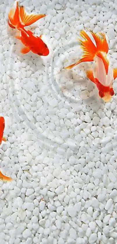 Vibrant goldfish swimming over smooth white pebbles in a serene wallpaper.