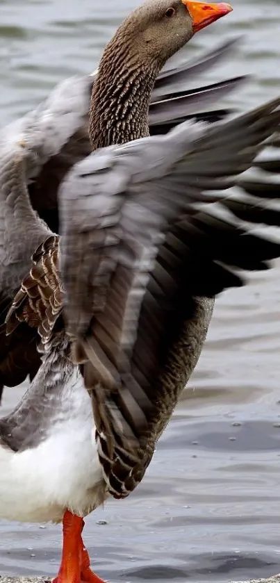 A goose flapping its wings by the lake.