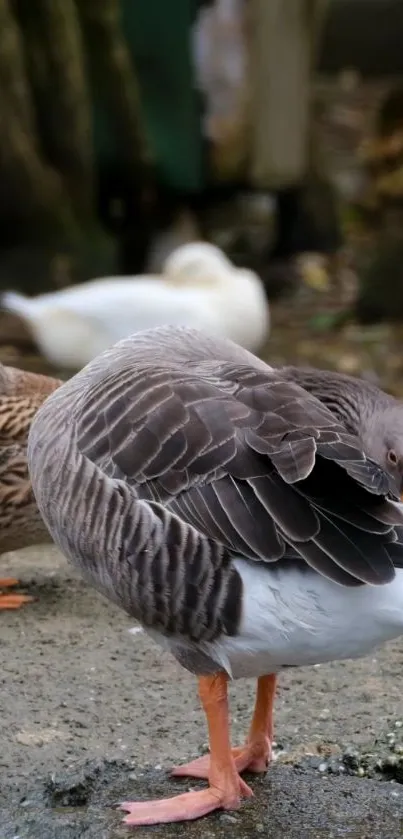 Graceful goose preening in natural habitat with other birds in the background.