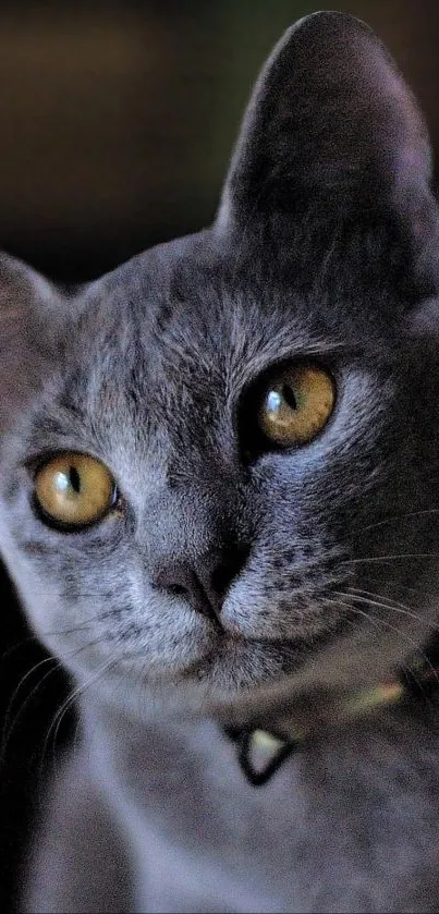 Portrait of a gray cat with golden eyes against a dark background.