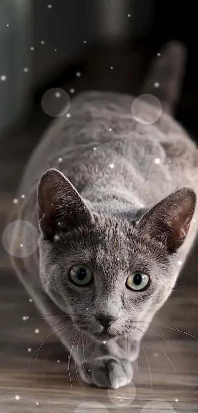 Graceful grey cat walking on wooden floor with elegant and serene vibe.