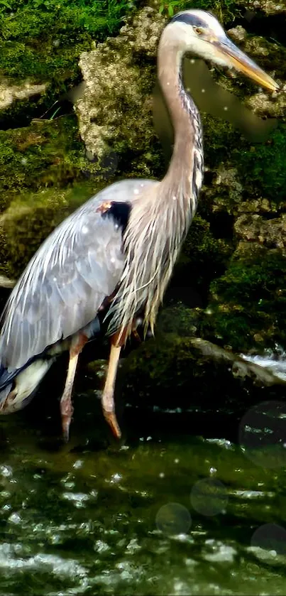 A heron stands by a lush green stream, exuding serenity and elegance.