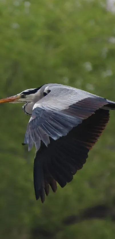Heron gliding gracefully through lush greenery.