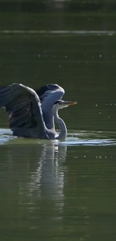 A heron spreading wings on a calm green lake.