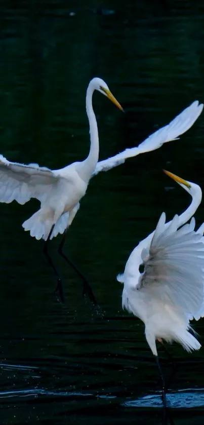 Two herons gracefully flying over dark teal waters.