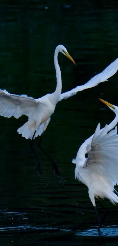 Two herons gracefully soar over a lake.