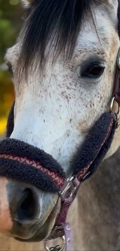 Close-up portrait of a beautiful gray horse with a bridle.
