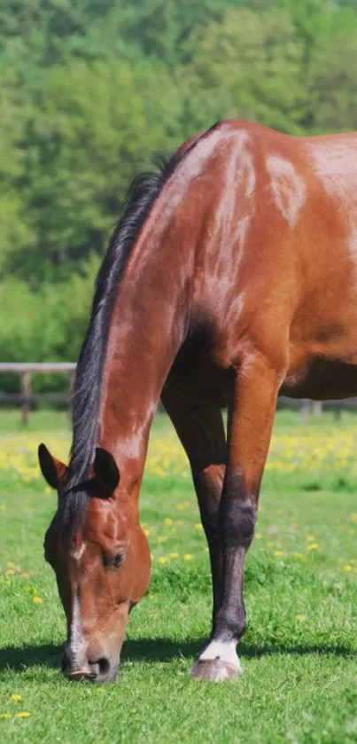 Brown horse grazing peacefully in a lush green pasture.