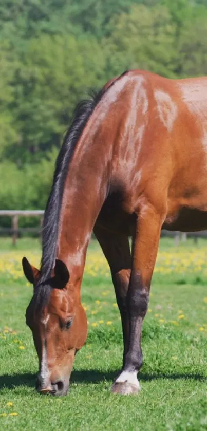 A horse grazing peacefully in a lush green pasture.