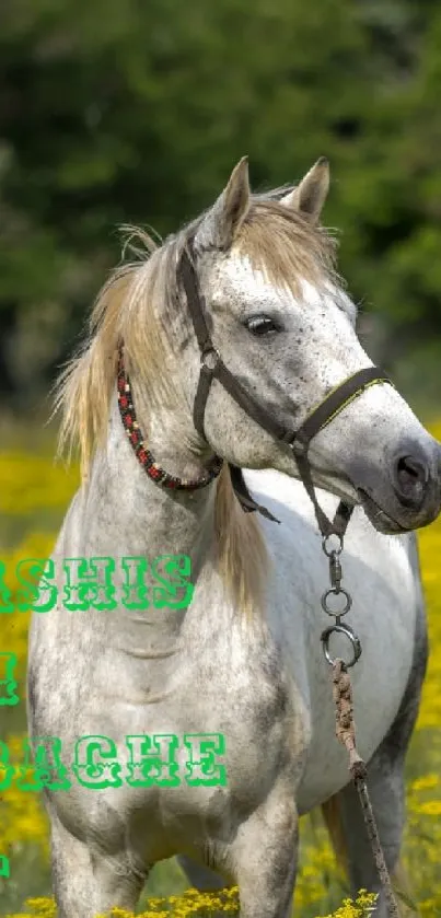 White horse standing in yellow flower meadow with green background.