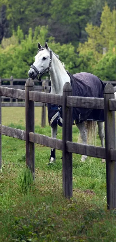 White horse standing in green pasture behind wooden fence.