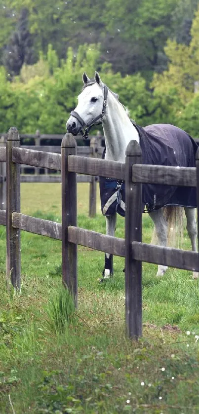 White horse stands in a green fenced pasture.