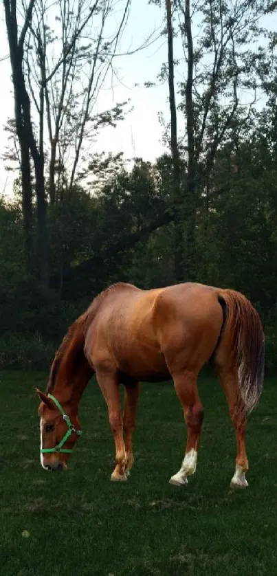 Majestic brown horse grazing in a lush green meadow with tall trees in the background.