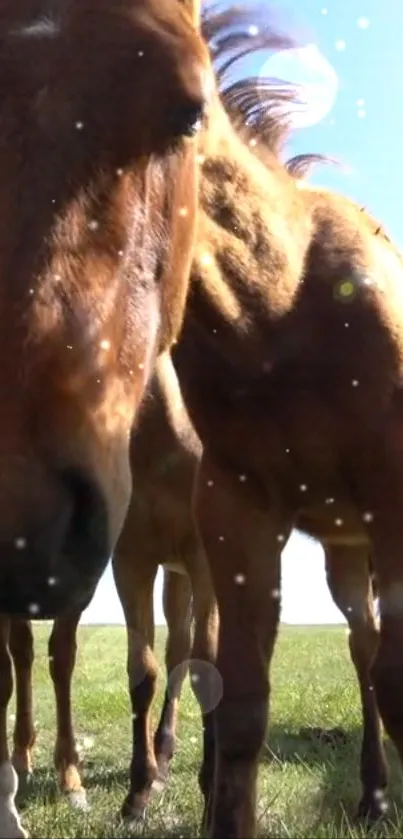 Close-up of horses in a grassy field with sunlight.