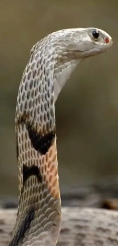 Close-up of an Indian Cobra with elegant pattern.