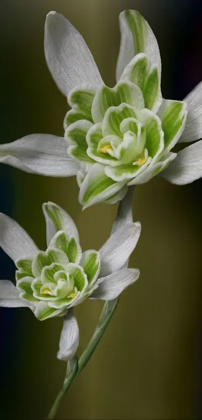 Green and white lily flowers on dark background.