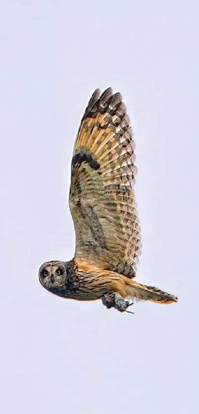 Owl in flight against a light sky.