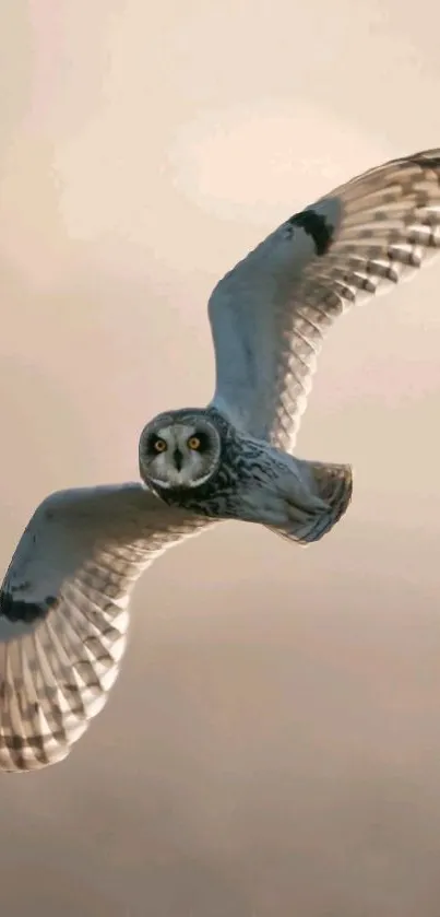 Elegant owl soaring gracefully through serene skies.