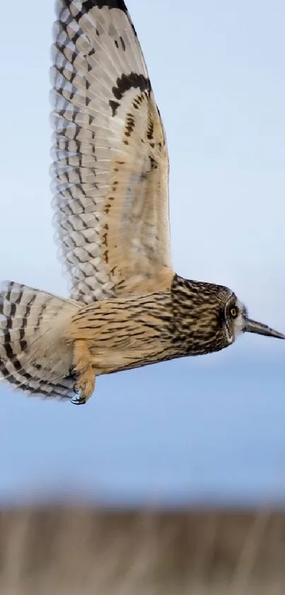 A majestic owl soaring through a clear blue sky, showcasing its detailed feathers.