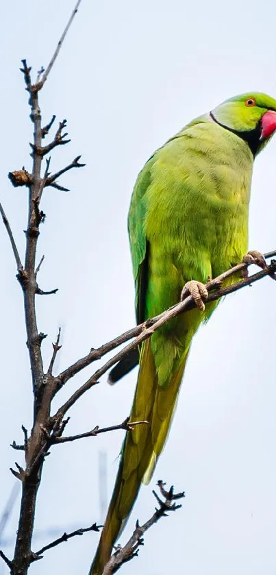 A vibrant green parrot perched on a bare branch against a blue sky.