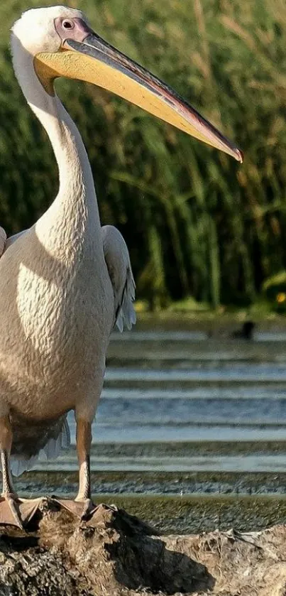 Pelican standing on a rock by the lake.