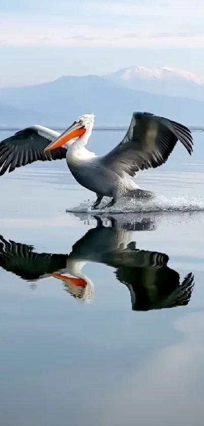 Graceful pelican gliding on still water with reflection.