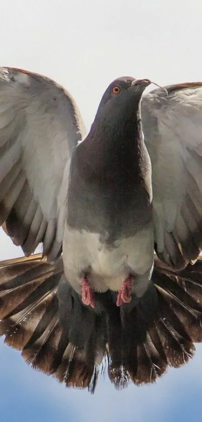 Flying pigeon with spread wings against a blue sky.