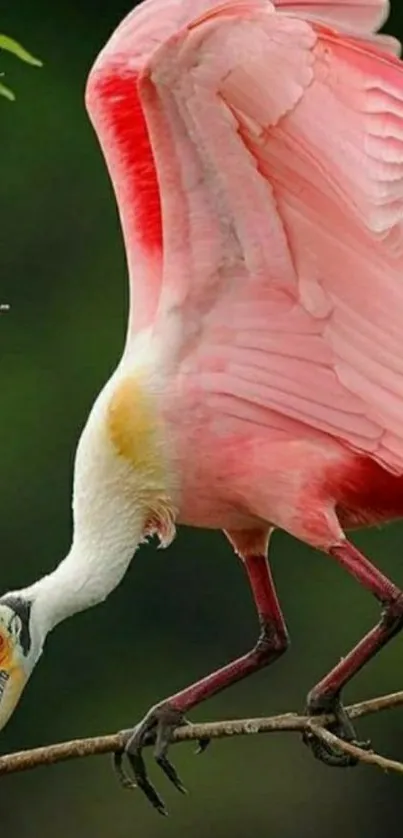 Elegant pink bird on branch in nature setting.