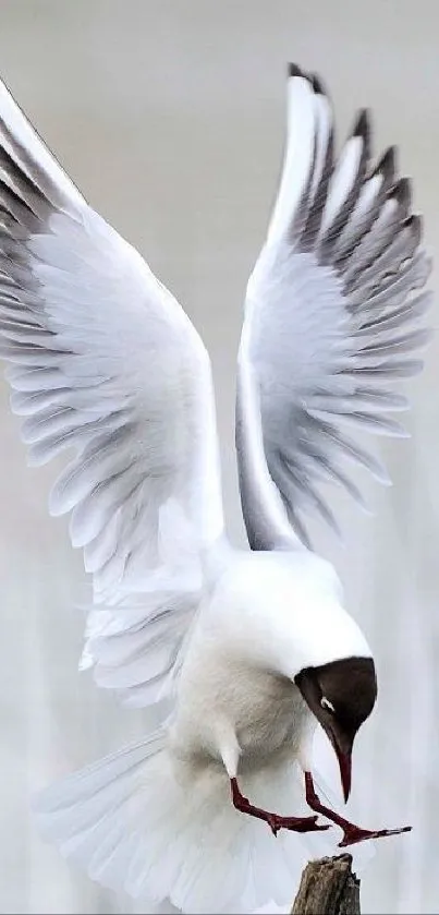 Seagull gracefully landing with outstretched wings on a natural background.