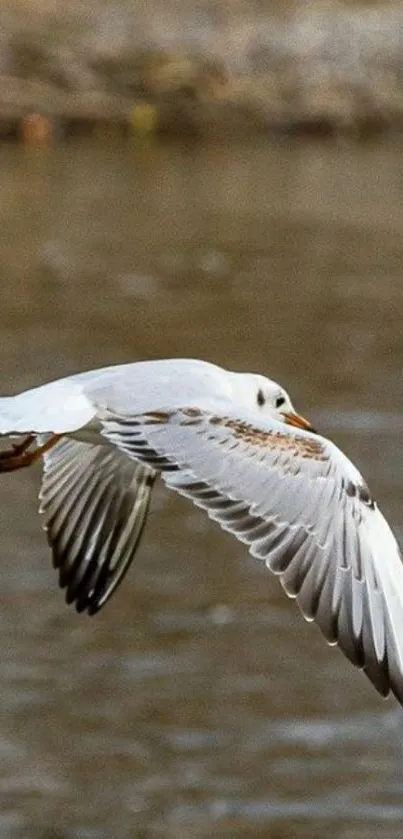 A seagull soaring gracefully over a calm water surface.