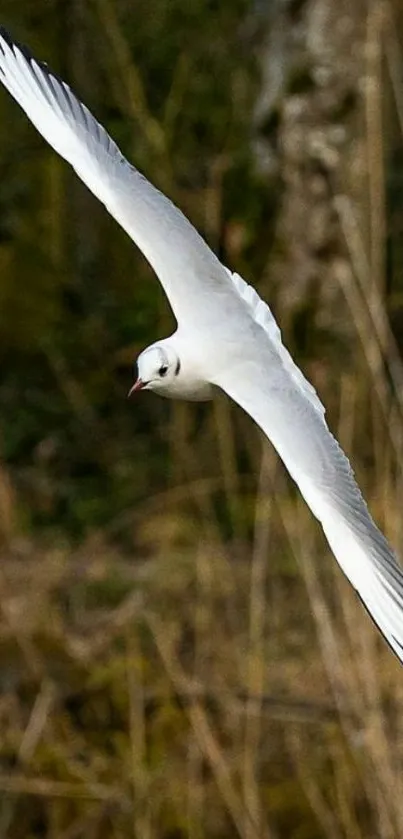 A graceful seagull soaring in the sky.